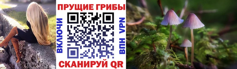 Купить закладки  Адыгейск  Псилоцибиновые грибы Cubensis 